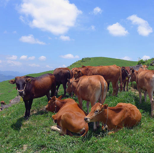 贵州牛肉辣椒酱 200克/瓶  2瓶60元 苗家圆圆 商品图7