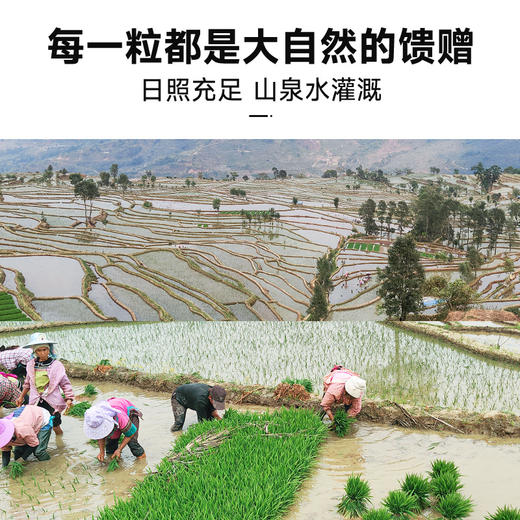 拾爸家⠀有机紫糯米、红米 | 源自红河撒玛坝梯田，色泽均匀 食味甜香 商品图2