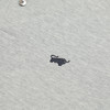 布兰施轻奢时尚舒适夏季POLO衫 商品缩略图4