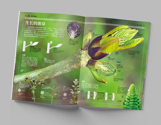 《国家地理图解万物大百科》动植物 全6册  图解大千世界 透视奇妙科学 美国国家地理权威出品 商品图3