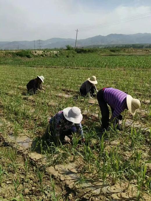 食补月子小米//善地 商品图2
