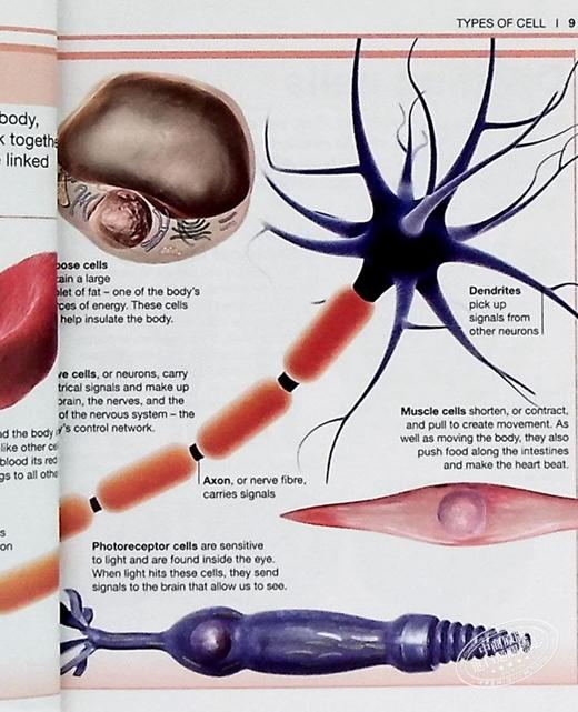 【中商原版】DK目击者口袋系列 人体 英文原版 Pocket Eyewitness:Human Body DK 科学百科 科普 医学 商品图6