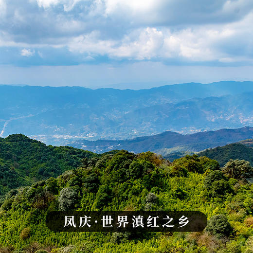 现货直发【凤庆滇红】百年古树贵如黄金滇红之乡凤庆滇红福利回馈500克/箱送礼自饮佳选 商品图7
