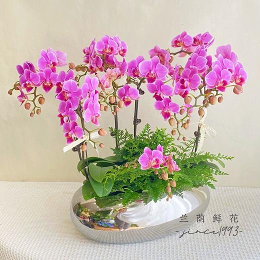 6株蝴蝶兰组合盆栽/高端镜面花盆/带绿植花期长达1个月/送妈妈长辈 商品图2