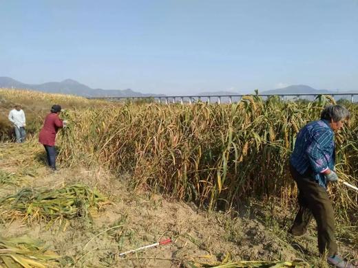 食补月子小米//善地 商品图3