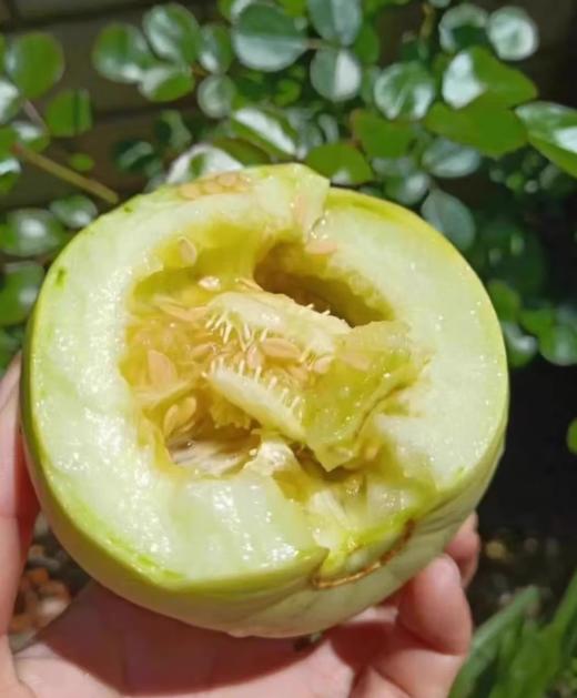 广西龙州香瓜（珍珠瓜）口感脆嫩清甜，汁水足，甜度好 商品图11