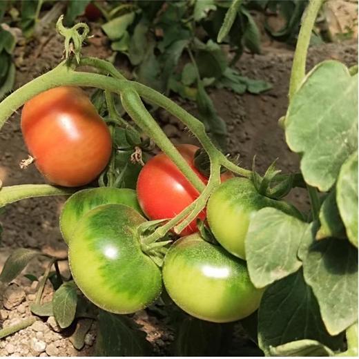 满2赠1 - 燕郊草莓西红柿（京彩8号）（6斤/箱） 商品图1