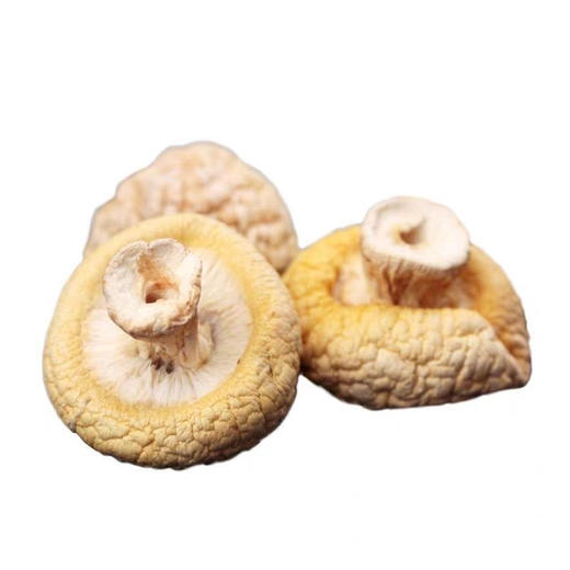 青海祁连黄菇精品礼盒 500g一斤装 全国包邮 祁连山野生黄蘑菇 青海十宝之一 商品图2