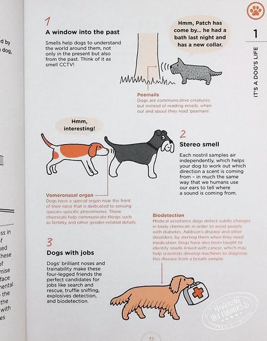 预售 【中商原版】狗狗在想什么 英文原版 What Dogs Want Mat Ward Rupert Fawcett 商品图5