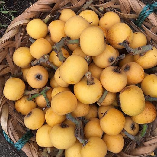 白沙枇杷 商品图1