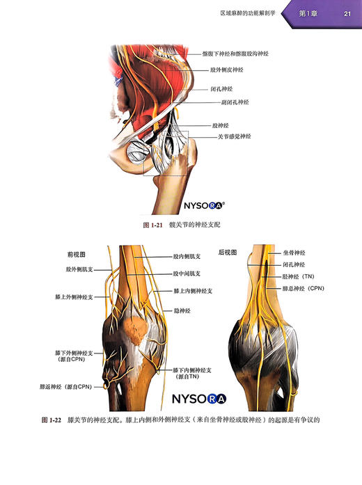 新版 外周神经阻滞与超声介入解剖 第3版李泉超声引导下神经阻滞麻醉临床操作视频3D解剖图像超声图解2二版 北京大学医学出版社 商品图4