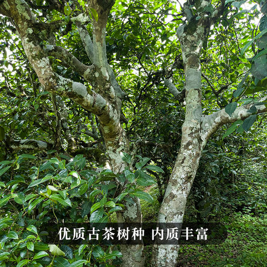 现货直发【凤庆滇红】百年古树贵如黄金滇红之乡凤庆滇红福利回馈500克/箱送礼自饮佳选 商品图4