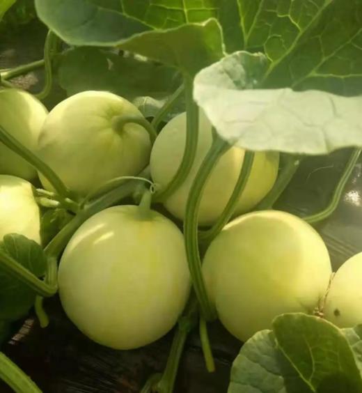 广西龙州香瓜（珍珠瓜）口感脆嫩清甜，汁水足，甜度好 商品图7