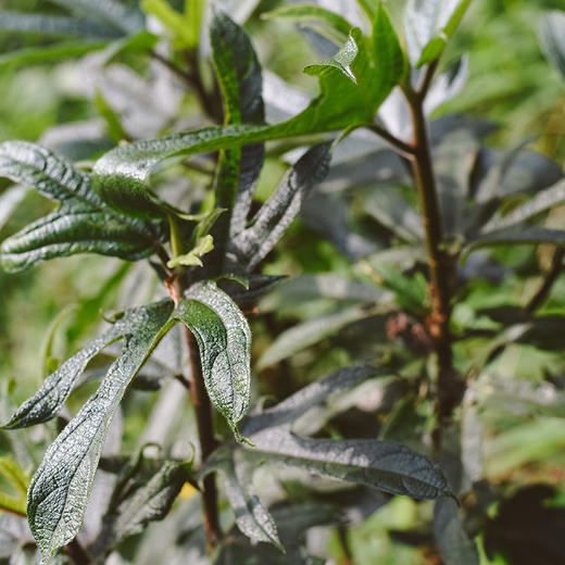 候物五指毛桃|煲汤好搭档！无熏硫，野外生长，农家手工制 商品图4