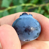 新鲜水果 优莓杯蓝莓（15mm+）90g/杯 商品缩略图3