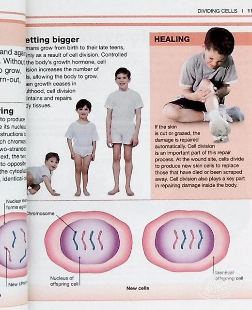 【中商原版】DK目击者口袋系列 人体 英文原版 Pocket Eyewitness:Human Body DK 科学百科 科普 医学 商品图7