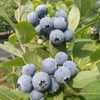 新鲜水果 优莓杯蓝莓（15mm+）90g/杯 商品缩略图1