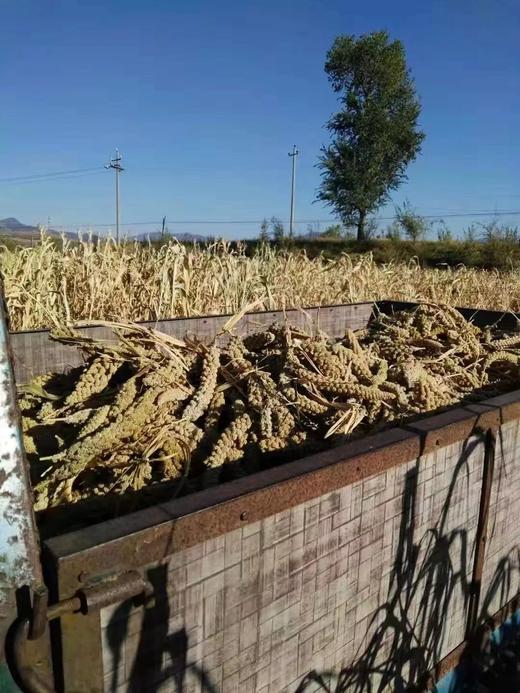 食补月子小米//善地 商品图4