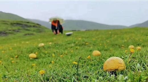 青海祁连黄菇精品礼盒 500g一斤装 全国包邮 祁连山野生黄蘑菇 青海十宝之一 商品图4