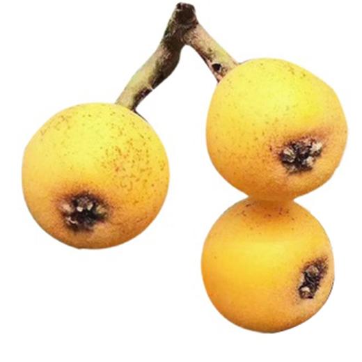 白沙枇杷 商品图0