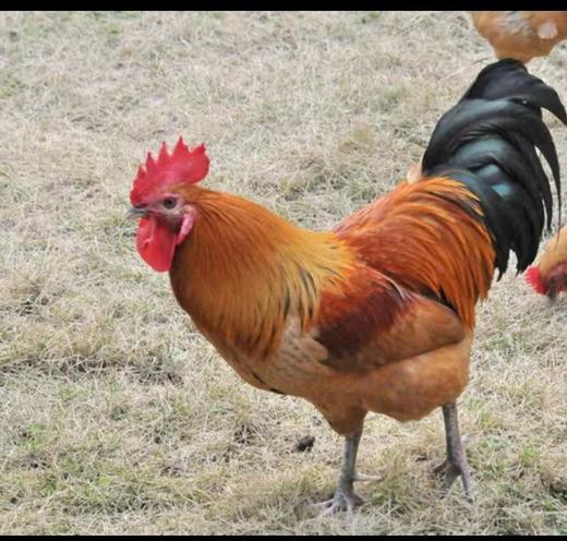 【劲爆特惠】700天生态散养老公鸡再送老母鸡一只 商品图0