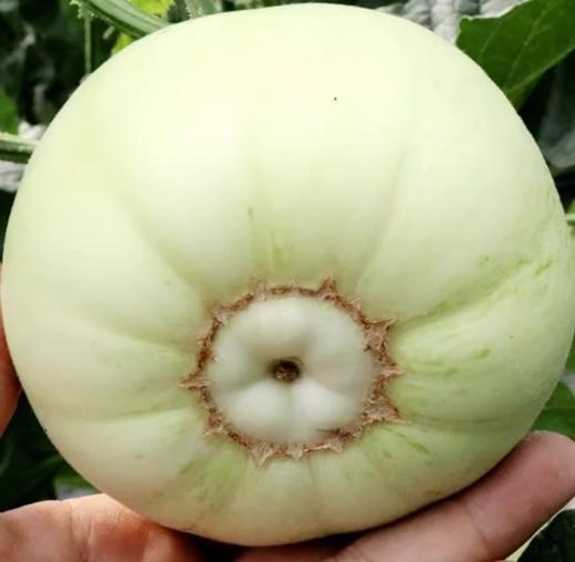 广西龙州香瓜（珍珠瓜）口感脆嫩清甜，汁水足，甜度好 商品图10