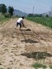食补月子小米//善地 商品缩略图8