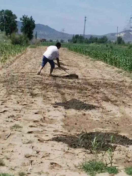 食补月子小米//善地 商品图8