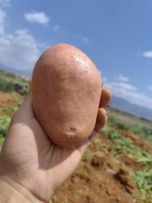 【预售】云南冰淇淋彩色土豆丨“我们不一样，一颗带有身份的小土豆～” 商品图4