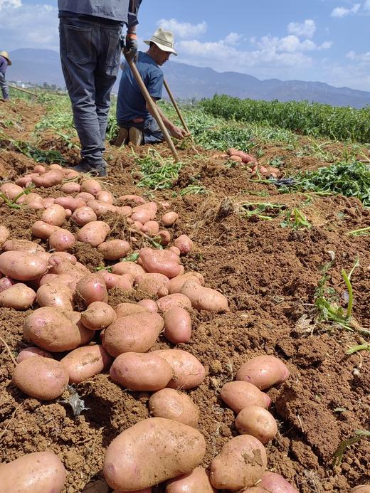【预售】云南冰淇淋彩色土豆丨“我们不一样，一颗带有身份的小土豆～” 商品图3