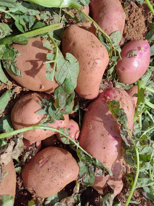 【预售】云南冰淇淋彩色土豆丨“我们不一样，一颗带有身份的小土豆～” 商品图2