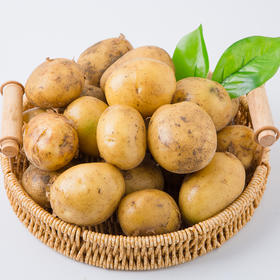 恩施富硒小土豆 新鲜现挖现发