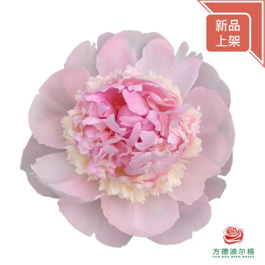 芍药-天使脸颊 5枝一扎 商品图0