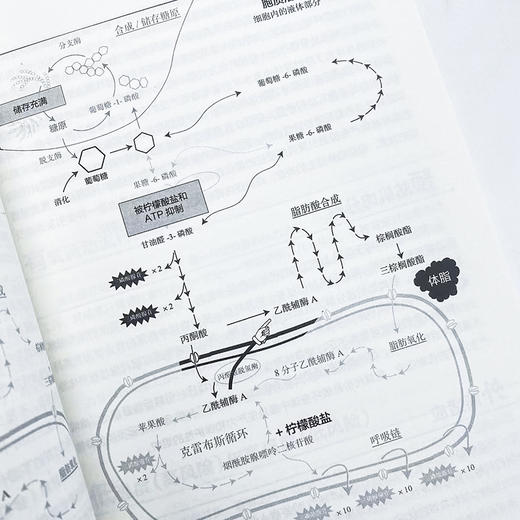 科学健身 每周训练12分钟重塑力量体形与健康 健身书籍 高强度健身训练 商品图4