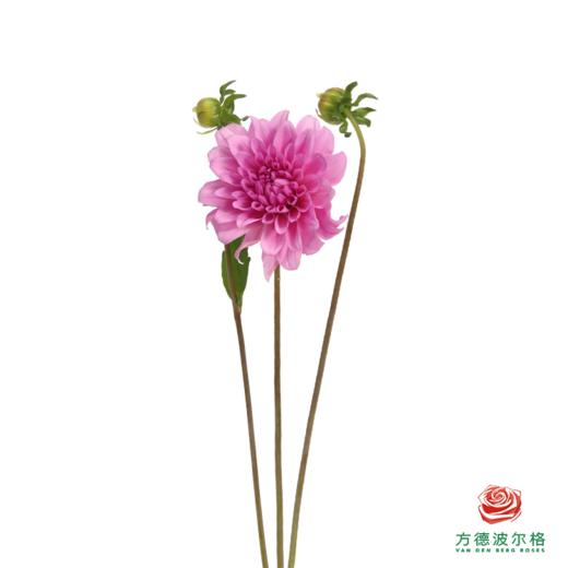 大丽花粉色-粉石英 4-5枝一扎 商品图1