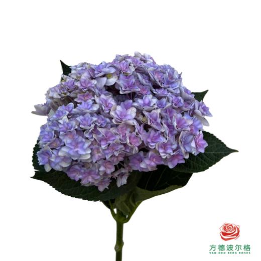 市场绣球 重瓣混色 1枝 商品图2