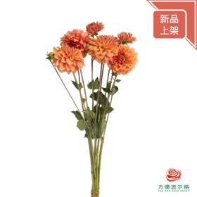 大丽花橙色-橙色石头4-5枝一扎