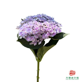 市场绣球 重瓣混色 1枝