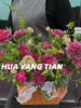 温暖的魔法 紫色系 · 花篮 商品缩略图0