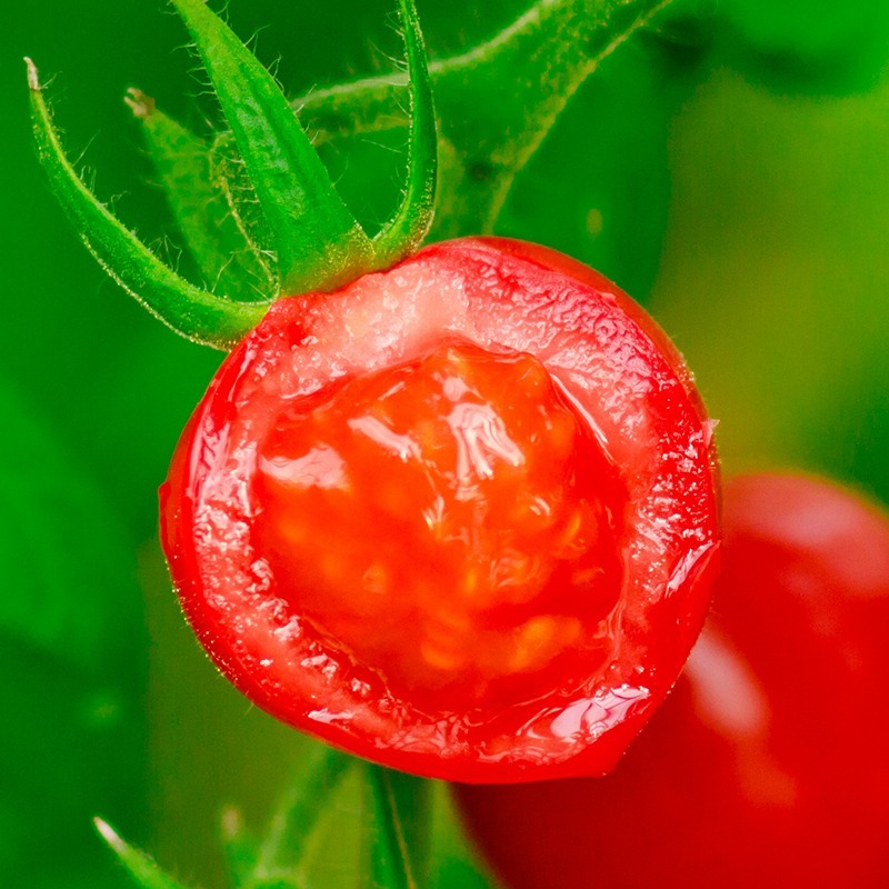 【新疆春桃】疆来红新疆直发正宗春桃小番茄3斤