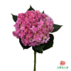 市场绣球 重瓣混色 1枝 商品缩略图1
