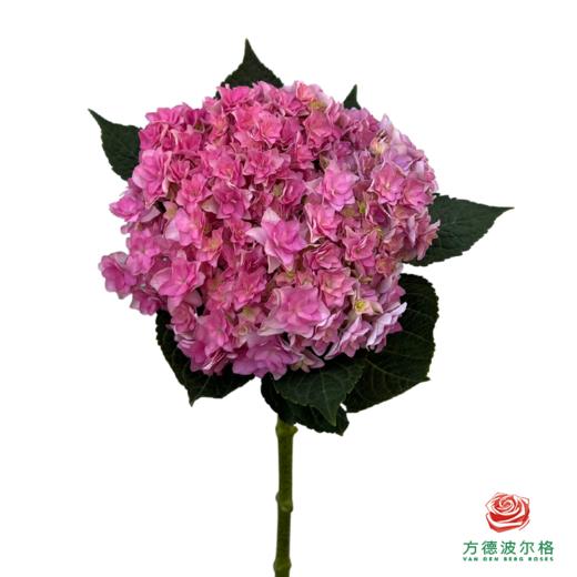 市场绣球 重瓣混色 1枝 商品图1