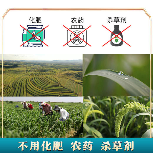 绿色公社敖汉有机小米 黄小米 内蒙古敖汉小米 清香软糯米油厚5kg 商品图4
