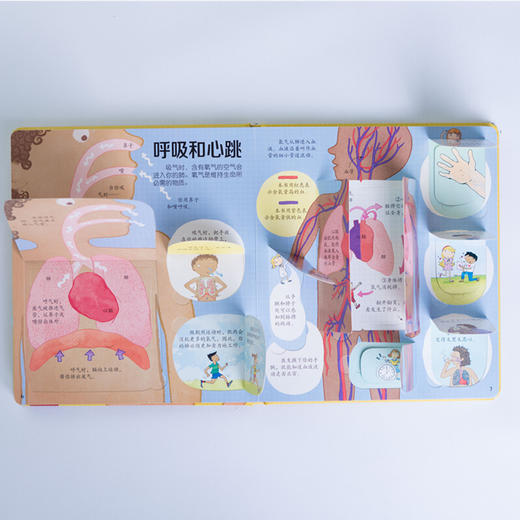 揭秘身体 3-6岁 英国尤斯伯恩出版公司 著 幼儿启蒙 商品图0