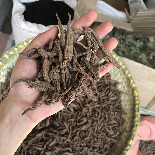 红大戟 云南散装红芽大戟  农家生晒无硫新货 商品图3