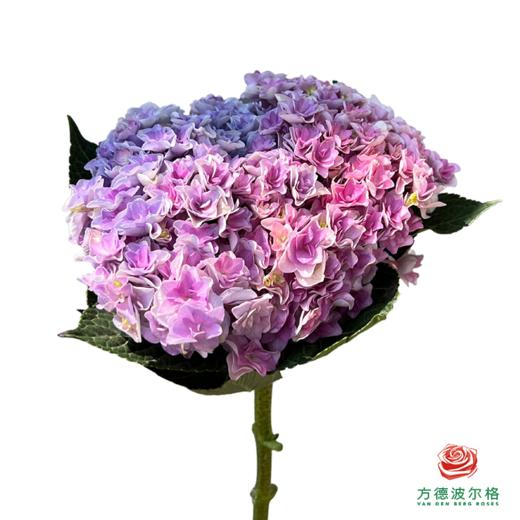 市场绣球 重瓣混色 1枝 商品图3
