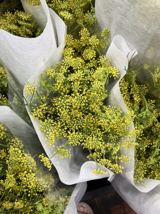 国产花材-【茴香】 商品图0