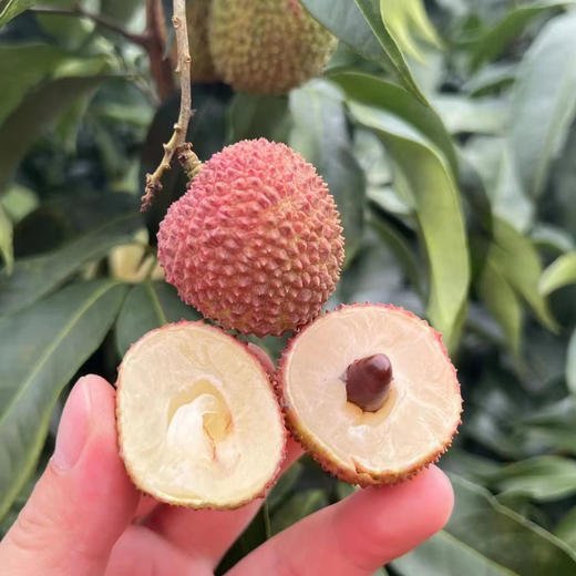 海南妃子笑荔枝 Lychee 商品图1