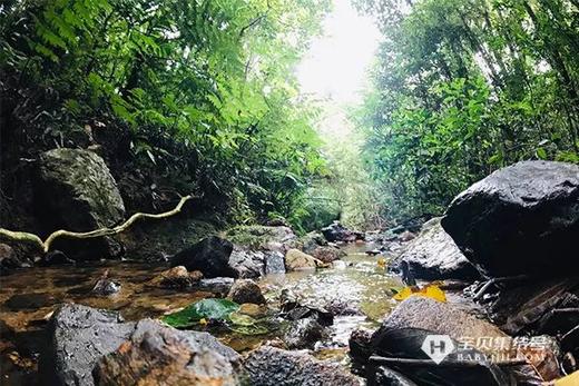 【2023海南五指山夏令营】国家公园自然探索系列—海南热带雨林国家公园 商品图2