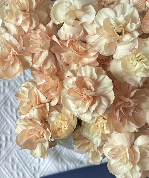 【稀有系列】康乃馨~多丁音符  约20枝/扎 商品图5